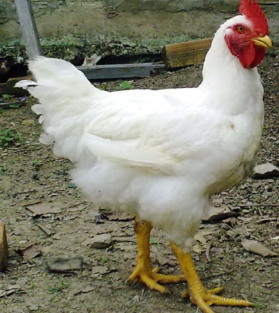 Broiler-chicks