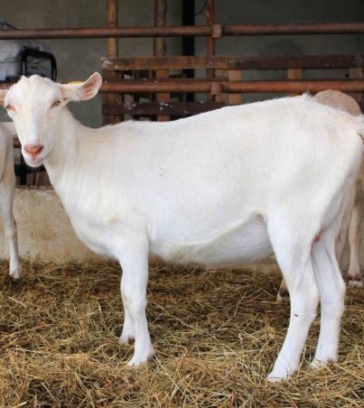 CHEAP-PRICE-HIGH-MILKING-SAANEN-GOATS-AND-1