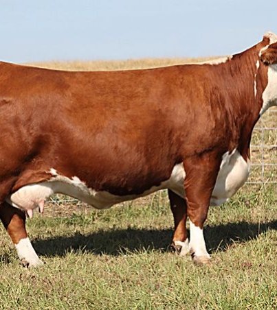Hereford-Cattle