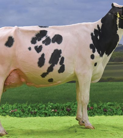 Holstein-Freisan-cattle