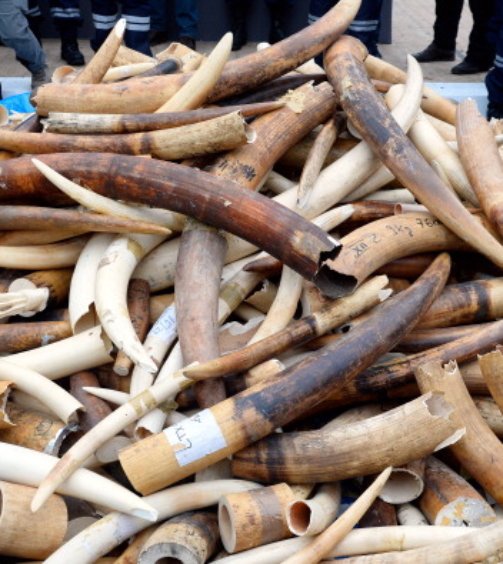 Three tonnes of illegal ivory are displayed on February 6, 2014 in front of the Eiffel tower in Paris. France fired the latest volley in the world's uphill battle against African elephant poaching, crushing three tonnes of illegal ivory at the foot of the Eiffel Tower and urging others to follow suit. The contraband with an estimated street value of 1 million euros ($1.4 million) was fed into a machine and ground, with the powder to be carted off and incinerated. AFP PHOTO / BERTRAND GUAY        (Photo credit should read BERTRAND GUAY/AFP/Getty Images)