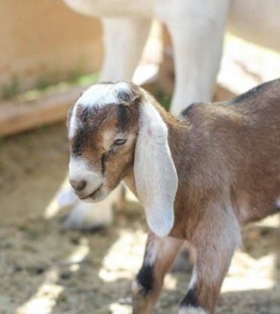 Nubian-Goats-600x400-1