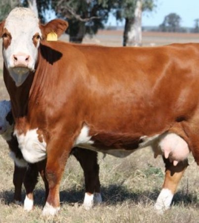 Simmental-Cattle-600x400-1