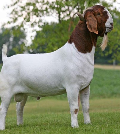 boer-goat-500x500-1