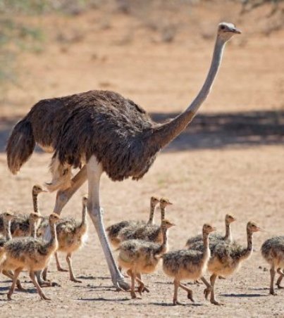 ostrich-chicks-600x400-1