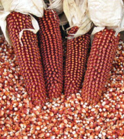 Sell_dried_red_corn