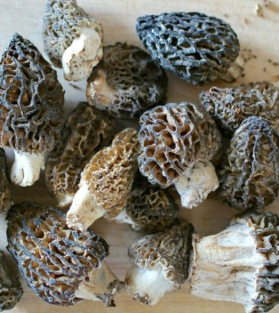 black-morel-mushrooms