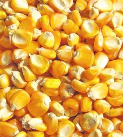 dried-yellow-corn